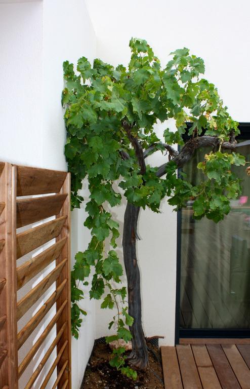 Sous Les Oliviers - Piscine Chauffee - Studios De Standing Tout-Equipes Saint-Maximin 客房 照片